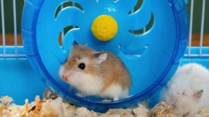 Nama Hamster Lucu