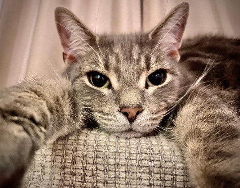 PP Kucing Selfie